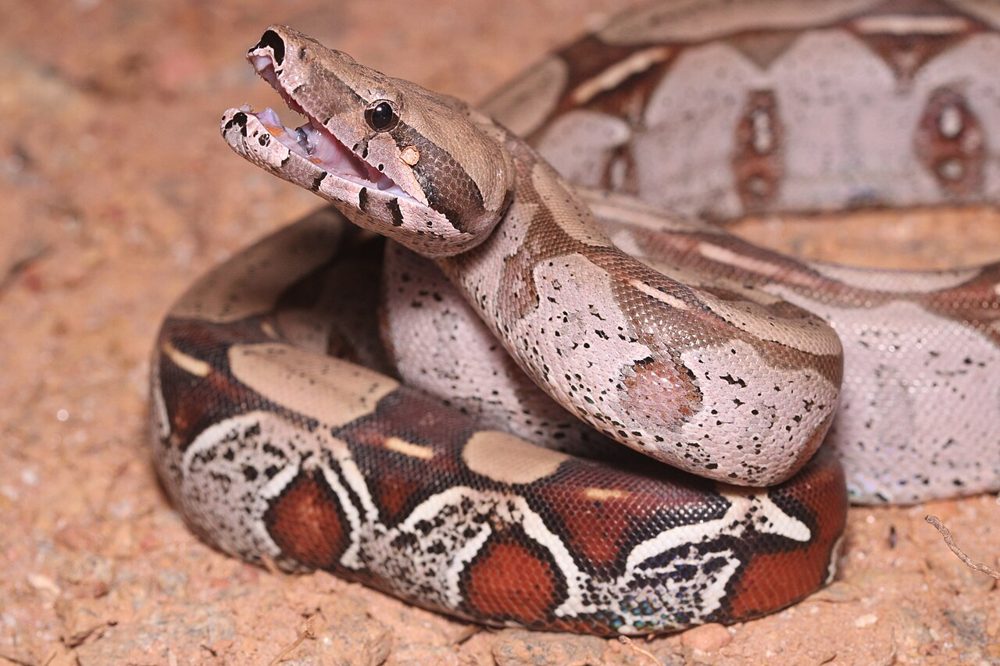 Boa constrictor