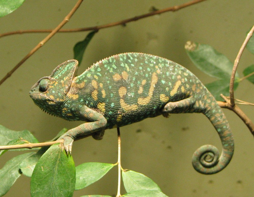 Caméléon casqué du Yémen