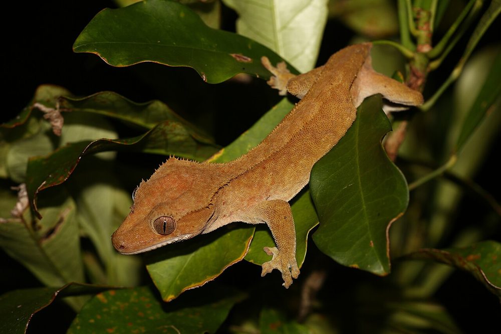 Gecko à crête