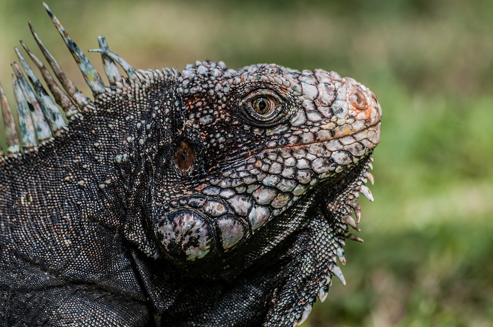 Iguane vert