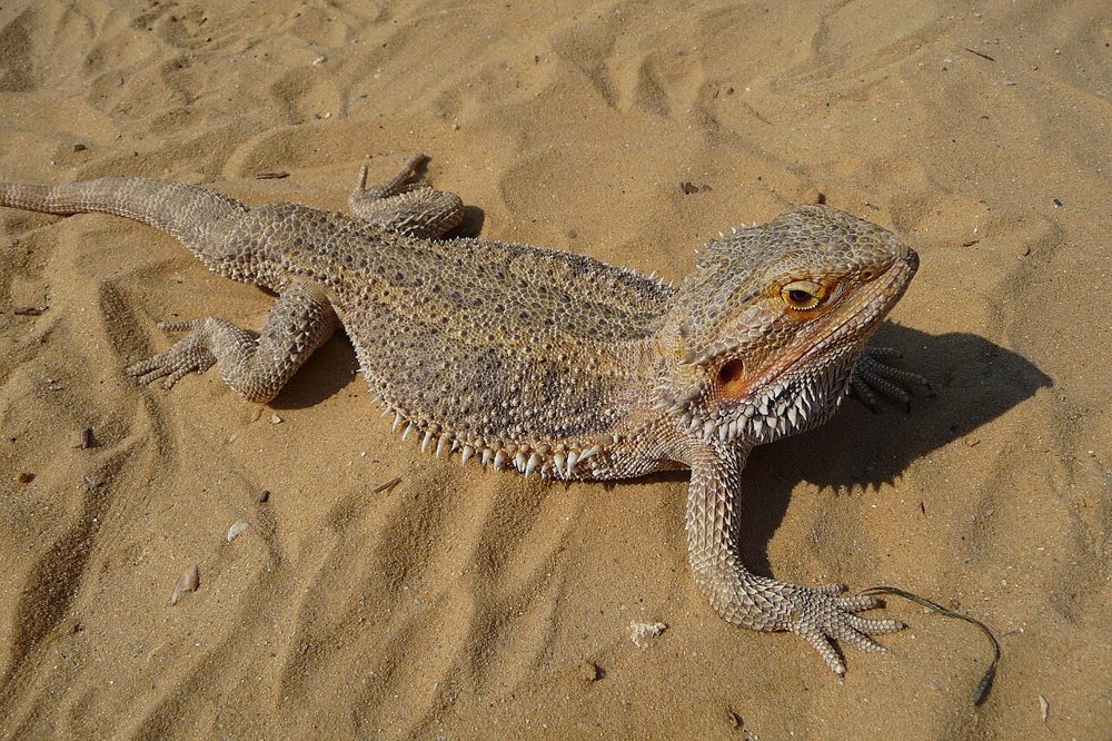Pogona (dragon barbu)