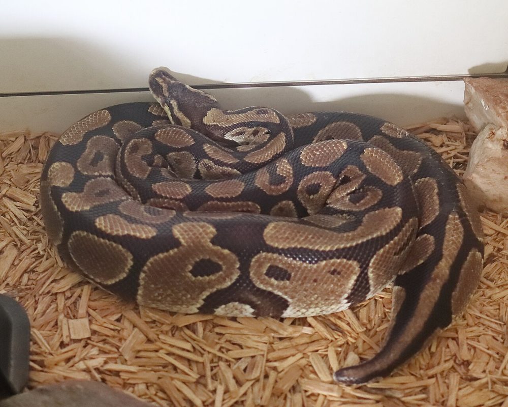 Python royal