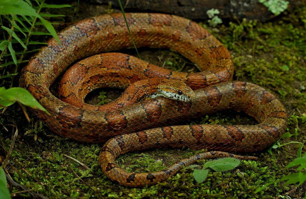 Serpent des blés