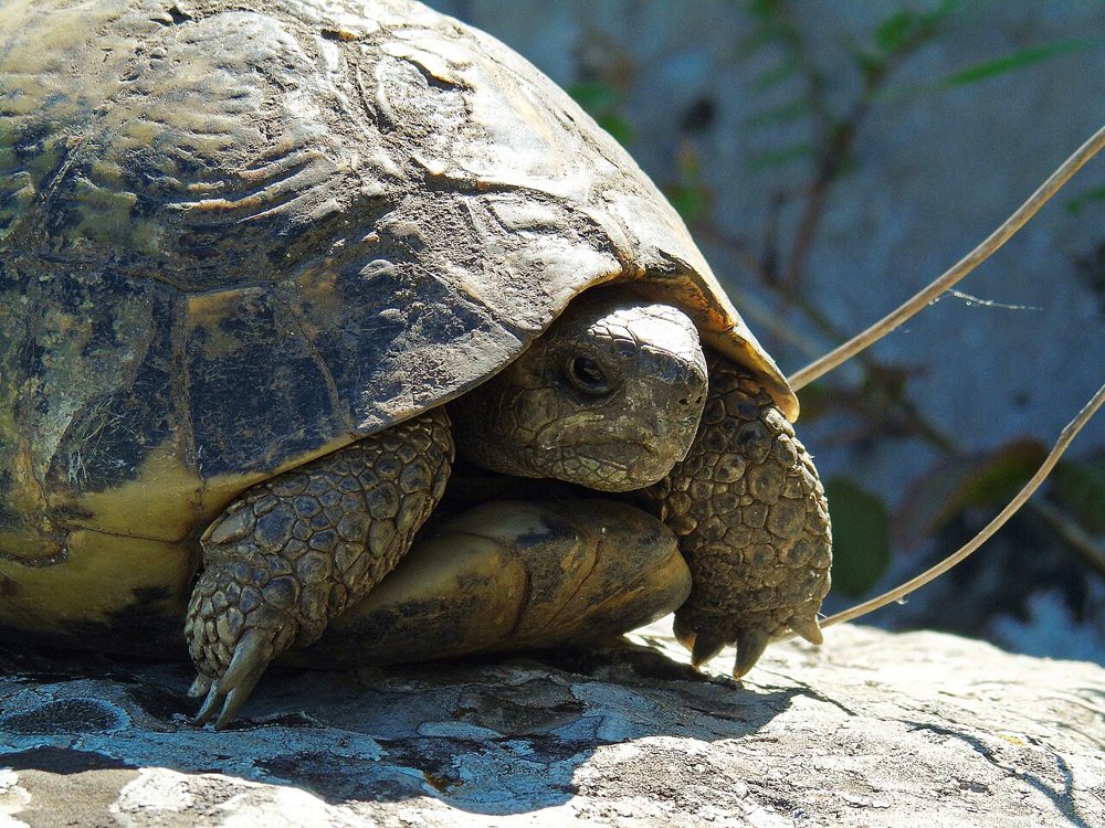 Tortue d'Hermann
